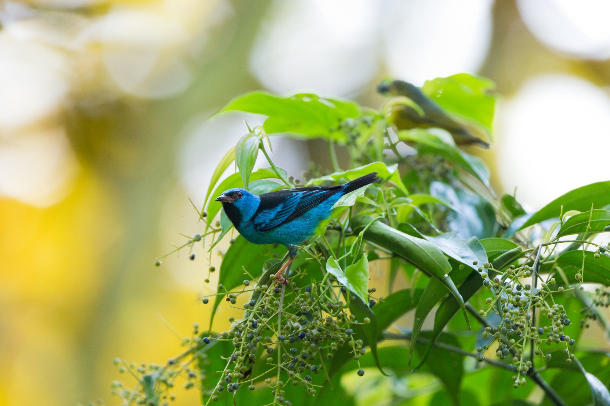 blue bird on a green branch